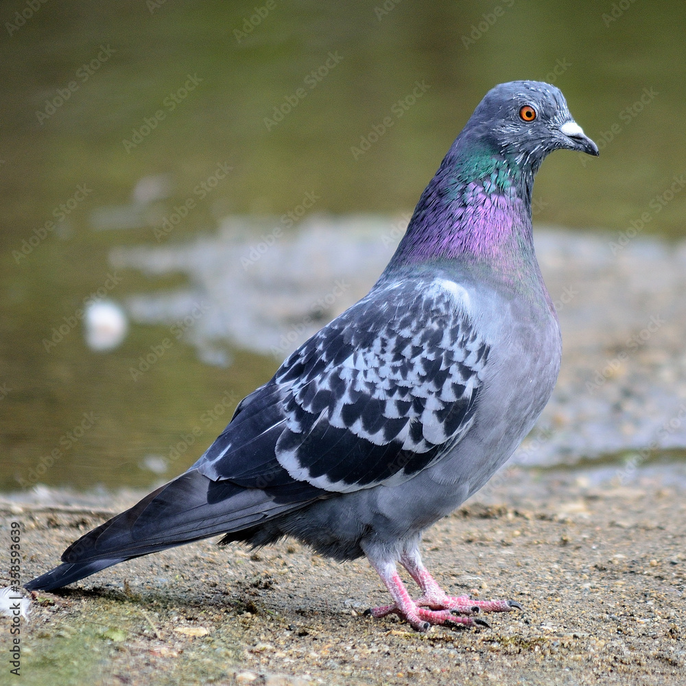 colourful pidgeon on pond shore close up colourful pidgeon on pond shore close up