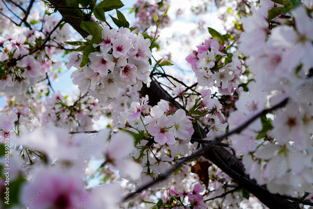 Ornamental Cherry Blossom Flowers Spring of Dawn 