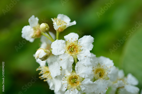 white blossoms on bird cherry tree in sunny summer forest