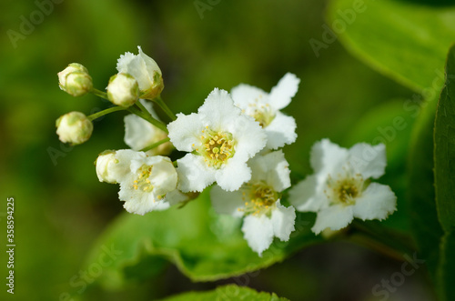 white blossoms on bird cherry tree in sunny summer forest