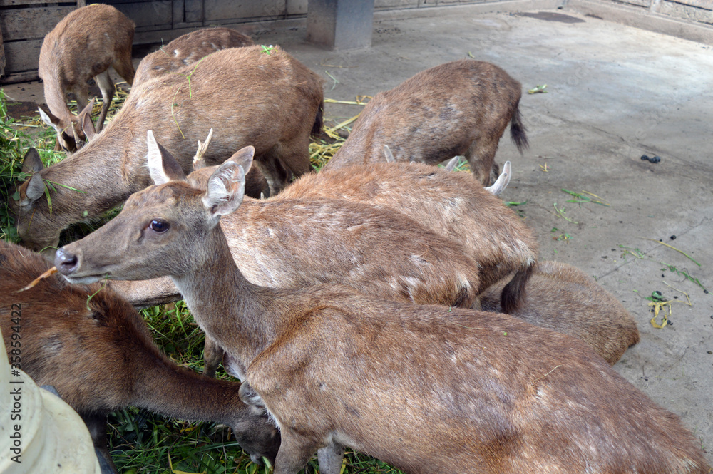 the deer are gathering and eating the deer are gathering and eating