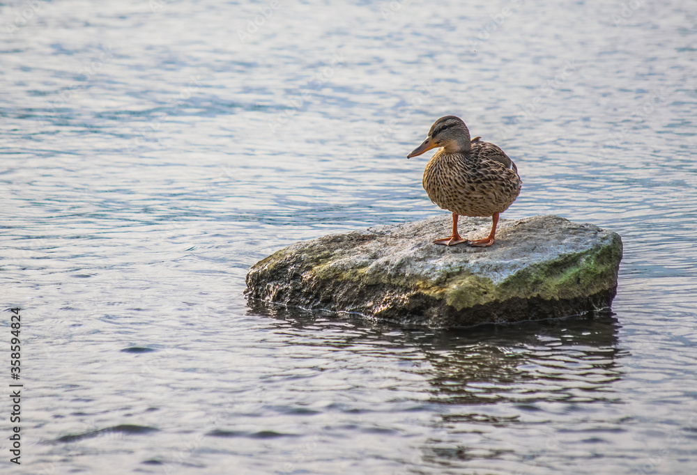 Wild ducks in the river Wild ducks in the river