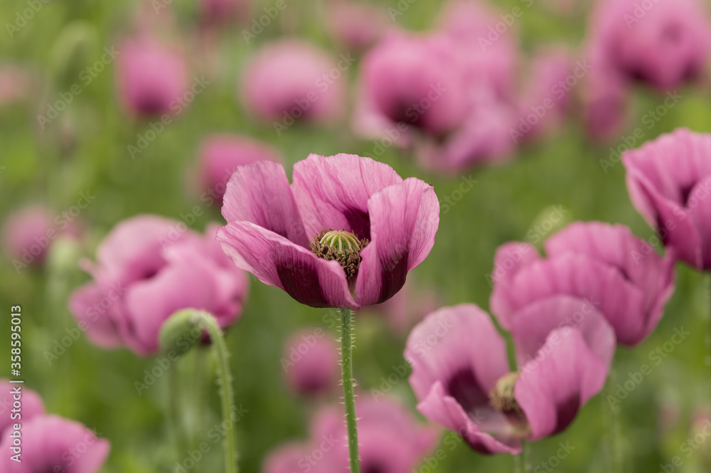 Feld der lila Mohnblumen Feld der lila Mohnblumen
