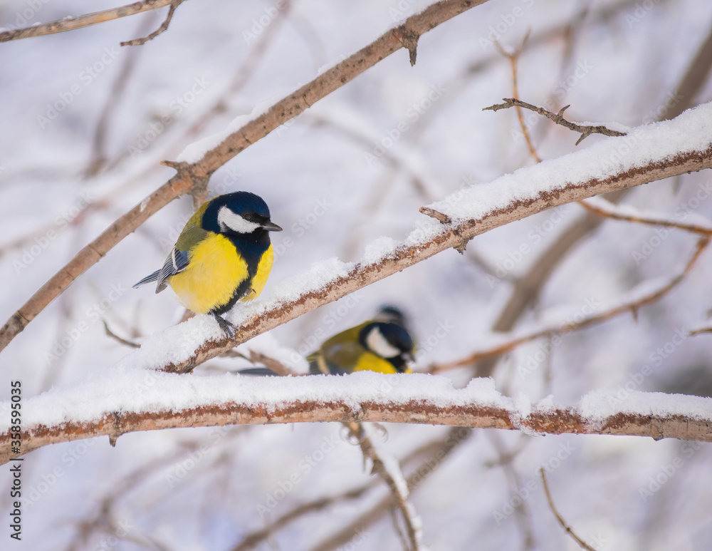 Naklejka premium Titmouse on a snowy winter day