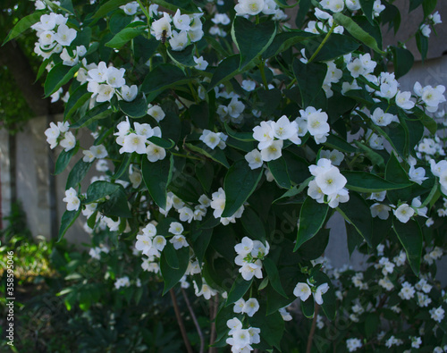 Jasmine flowers in the foreground. Spring-summer landscape with delicate jasmine flowers. Close-up on the side. Jasmine bush near the house in the summer. photo