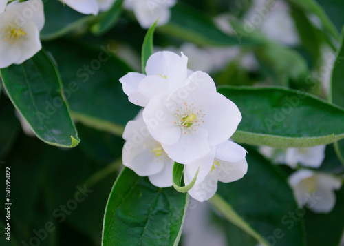 Jasmine flowers in the foreground. Spring-summer landscape with delicate jasmine flowers. Close-up on the side. Jasmine bush near the house in the summer. photo