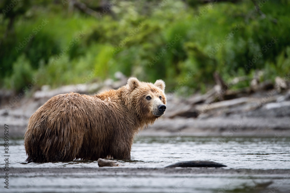 Obraz premium The&nbsp;Kamchatka&nbsp;brown&nbsp;bear, Ursus arctos beringianus catches salmons at Kuril Lake in Kamchatka, running in the water, action picture