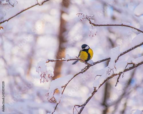 Titmouse on a snowy winter day