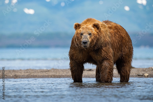 The Kamchatka brown bear, Ursus arctos beringianus catches salmons at Kuril Lake in Kamchatka, running in the water, action picture © Petr Šimon