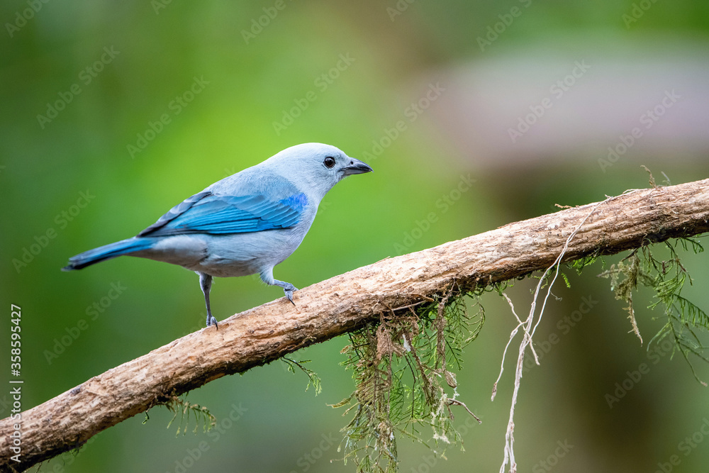 Thraupis episcopus Blue and gray Tanager perches on a tree branch in Costa Rica nature