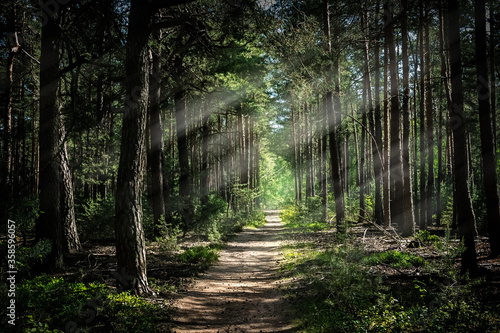 Sunlit Path Though a Green Summer Forest
