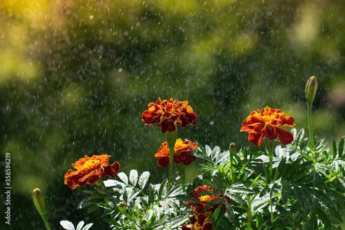 marigold flower in drops after rain