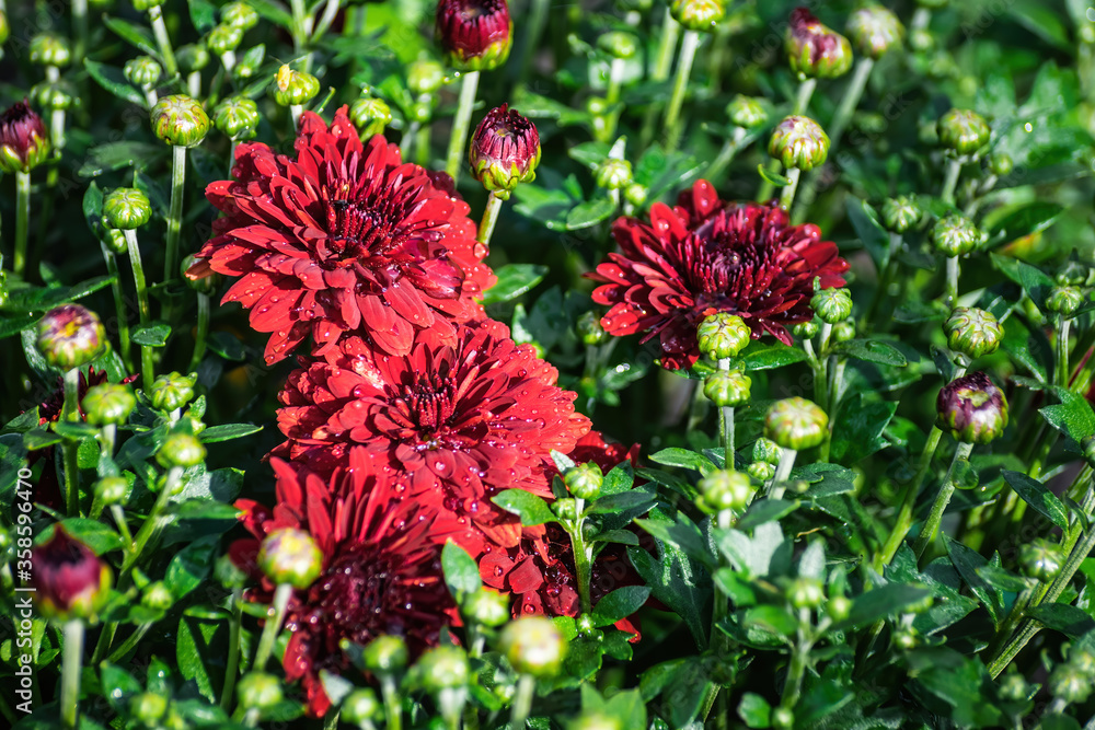 Flower of chrysanthemum in drops after rain. Flower of chrysanthemum in drops after rain.