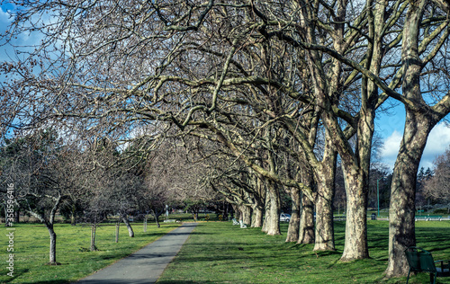 spring in the park with blossoming trees