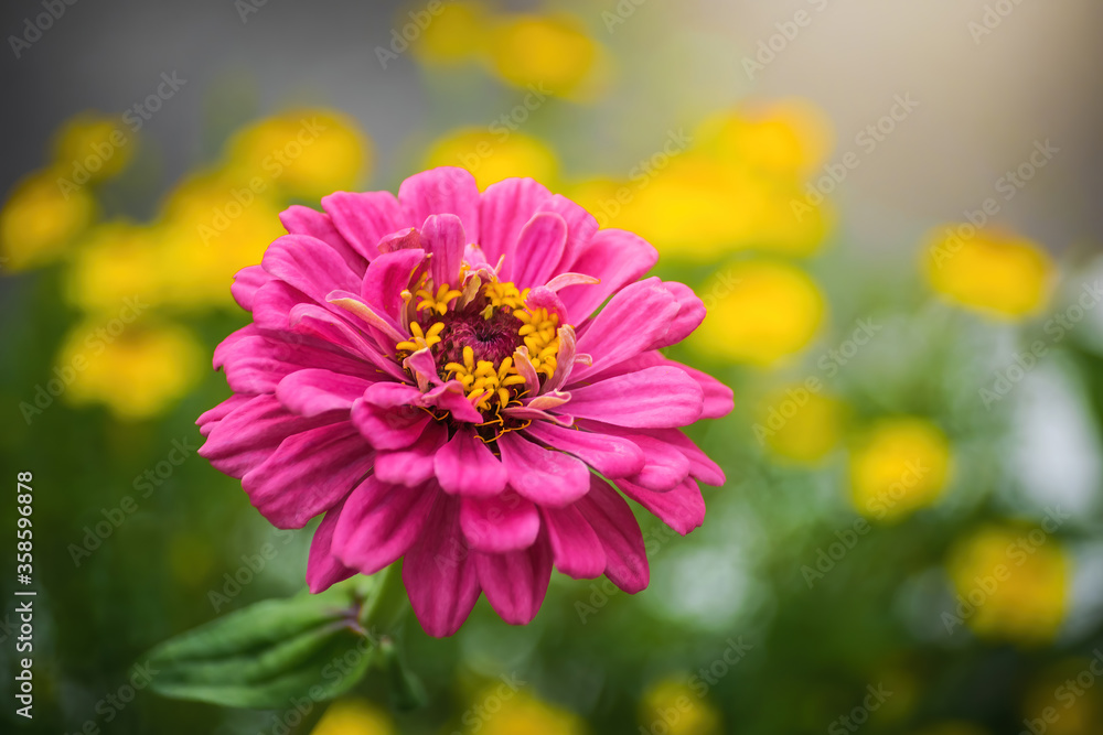 Pink zinnia flowering in late summer