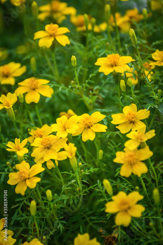 Flowering marigolds close-up