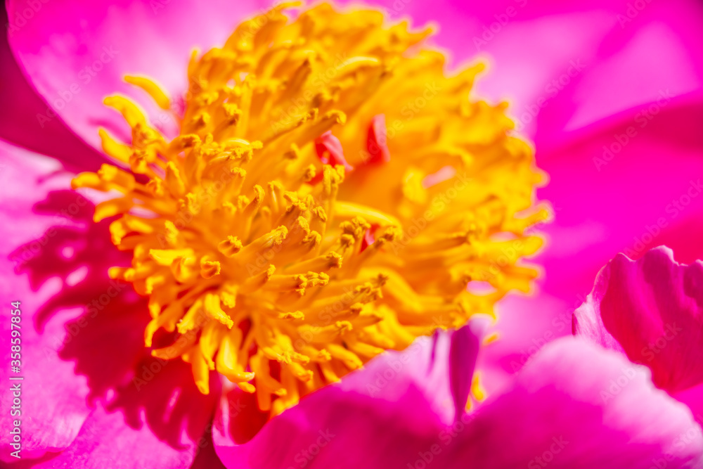 Peony flowers in the garden Peony flowers in the garden
