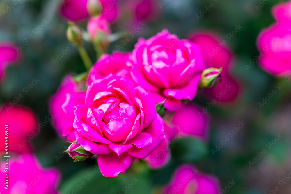 Rose Garden with macro closeup of vivid pink flowers in park during sunny summer day and bokeh background Rose Garden with macro closeup of vivid pink flowers in park during sunny summer day and bokeh background