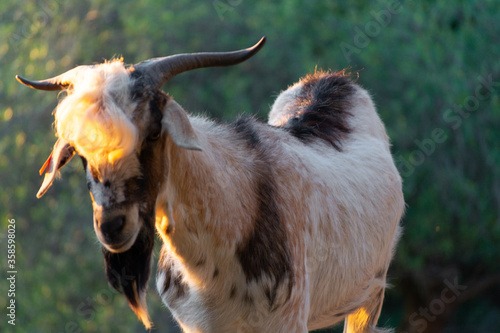 CABRAS DOMESTICAS DE LA RAYA PAYOYA photo