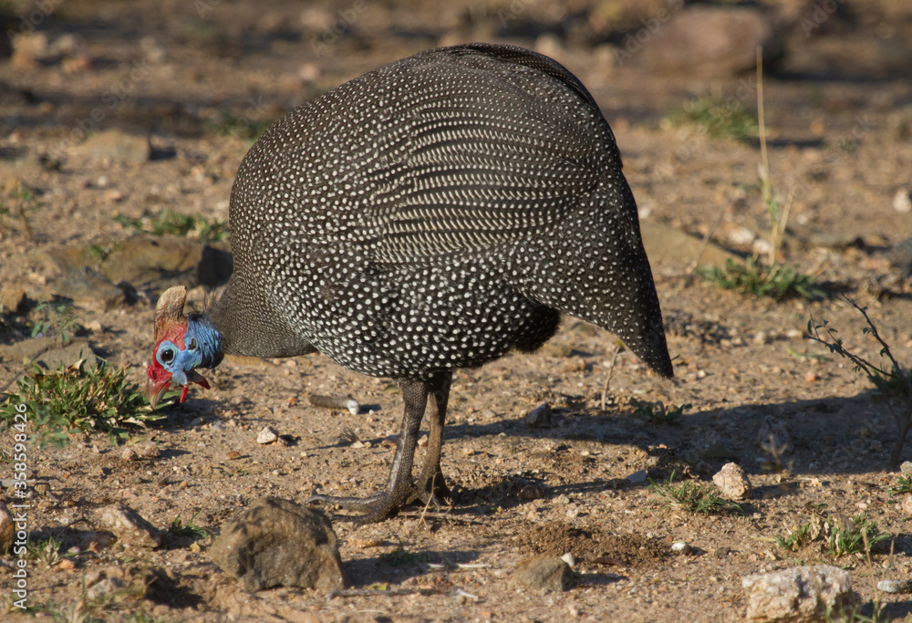 Obraz premium Colorful Helmeted Guineafowl (Numida meleagris) foraging on the ground in Kruger National Park South Africa with bokeh