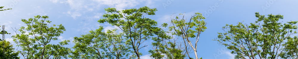 Panorama of tops of trees in forest against blue sky with clouds background Panorama of tops of trees in forest against blue sky with clouds background