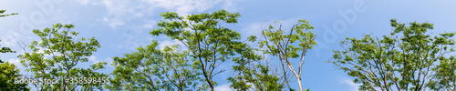 Panorama of tops of trees in forest against blue sky with clouds background