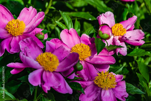 Peony flowers in the garden 