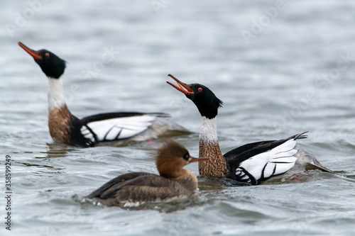 The courtship display of the red-breasted merganser