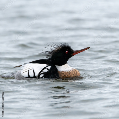 Male red-breasted merganser