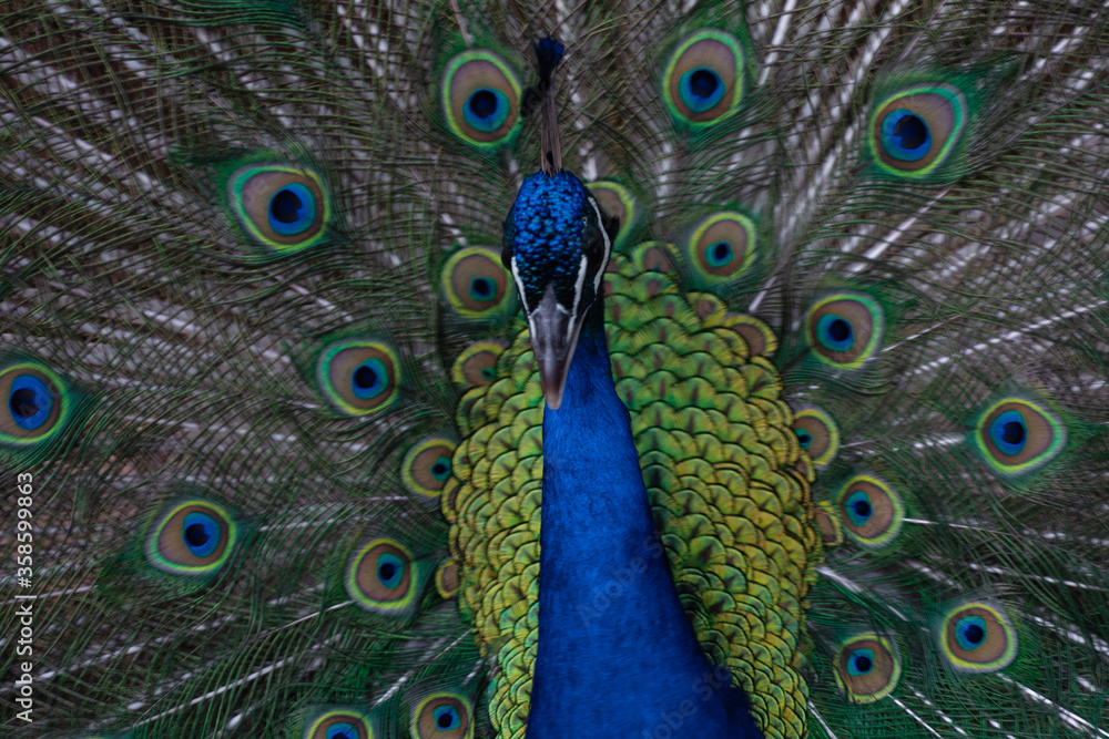 Obraz premium PAVO REAL