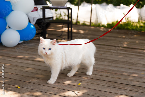 White angora cat with blue eyes walking with a leash.