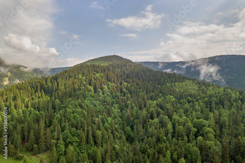 Aerial view of green Carpathian mountains covered with evergreen spruce pine foreston summer sunny day. © bilanol