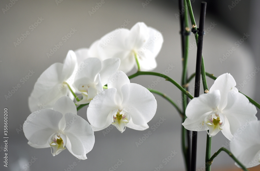 Obraz premium blooming Phalaenopsis orchid on a gray blurred background