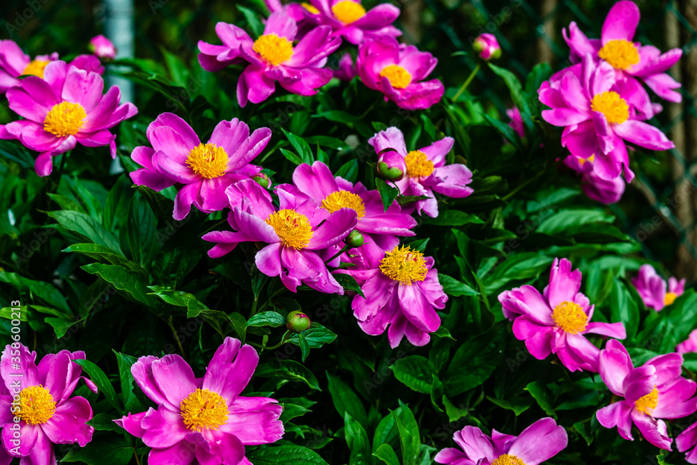 Peony flowers in the garden Peony flowers in the garden