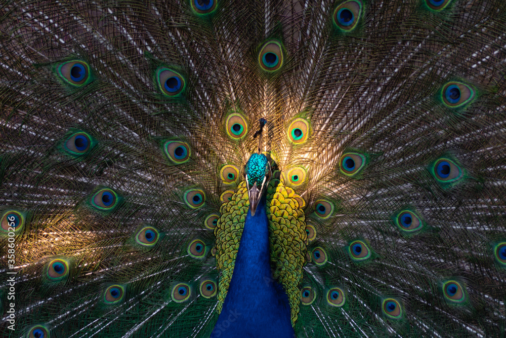 Obraz premium PAVO REAL