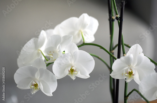 Fototapeta Naklejka Na Ścianę i Meble -  blooming Phalaenopsis orchid on a gray blurred background
