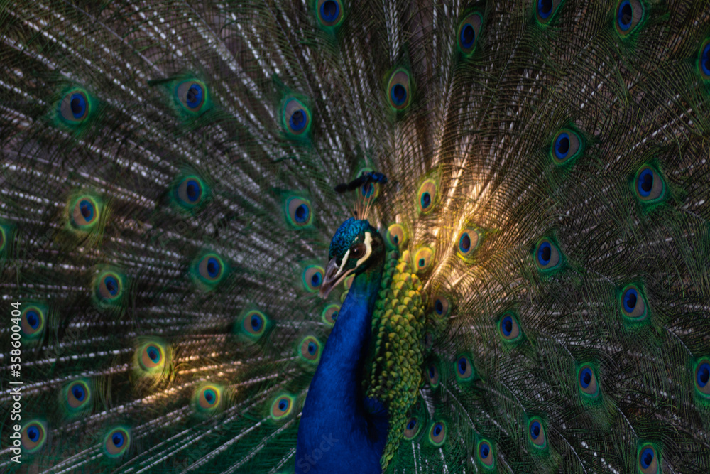 Obraz premium PAVO REAL