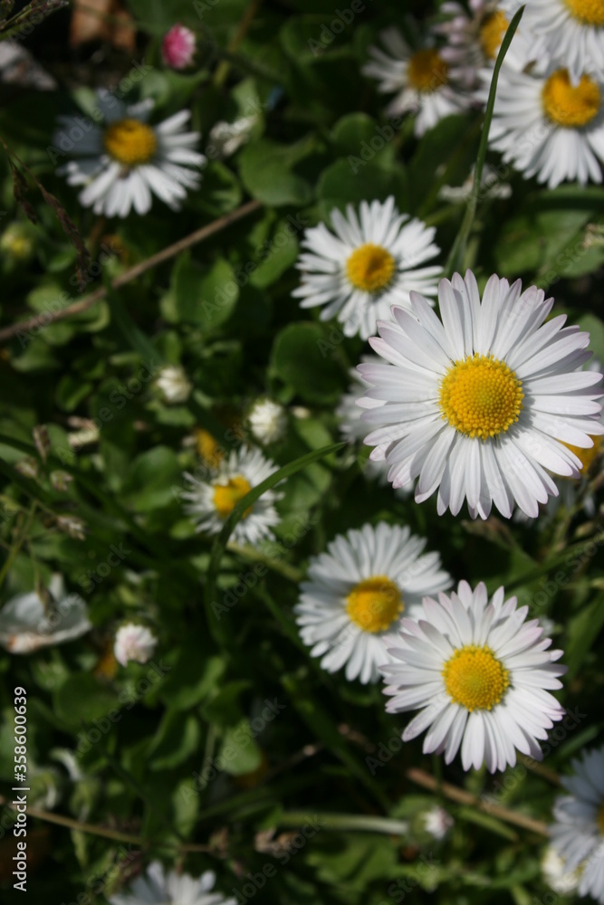 little white camomiles on the background of green grass little white camomiles on the background of green grass