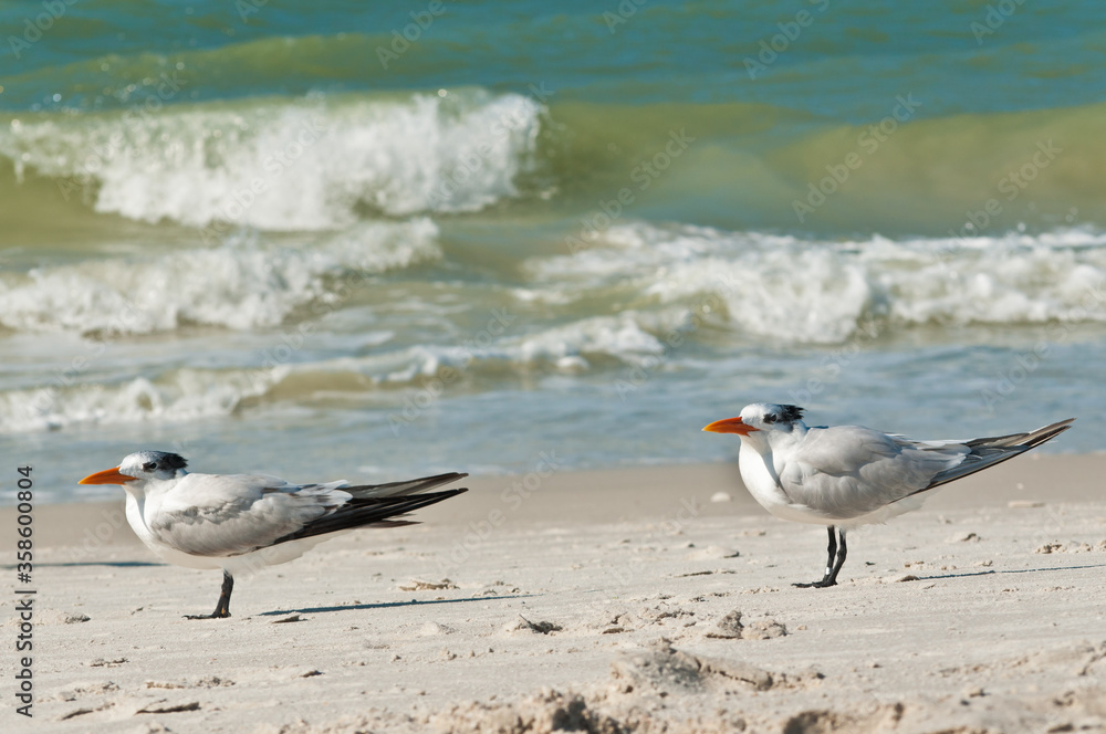 Fototapeta premium Front view, medium distance of two royal terns, facing the ocean breeze on a sunny, windy day on shoreline of a sandy beach on gulf of Mexico