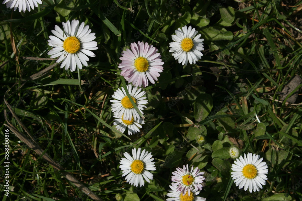 Fototapeta premium little white camomiles on the background of green grass