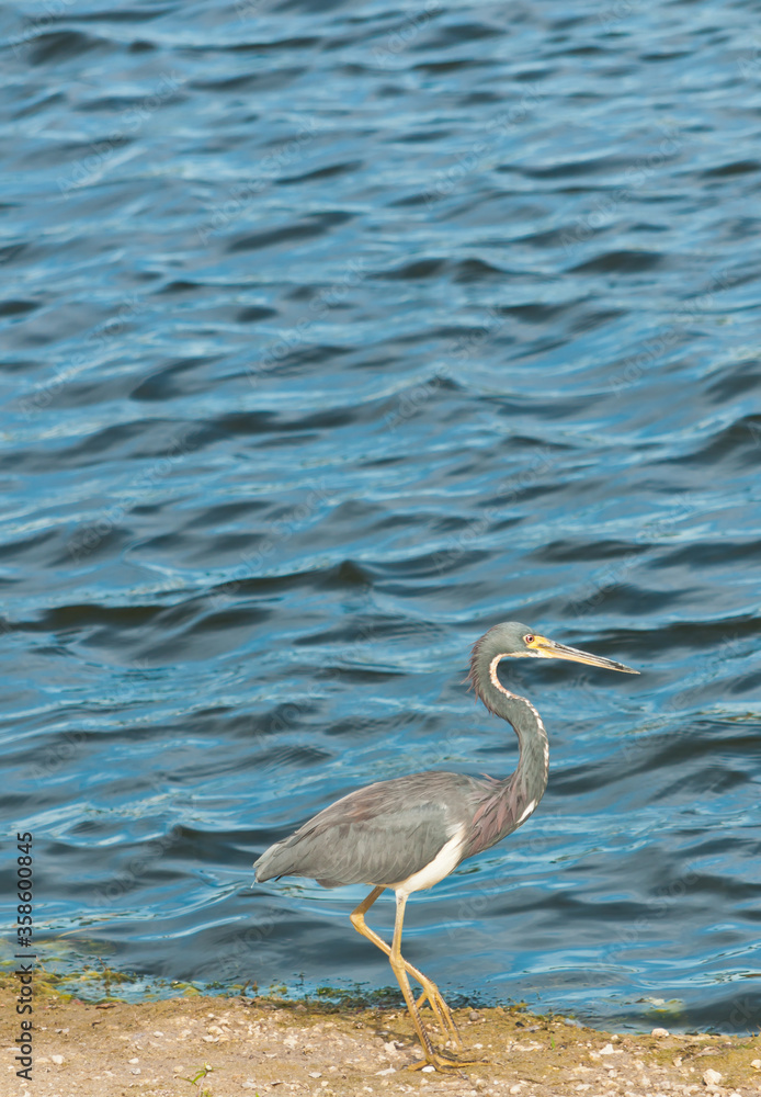 Front view, close distance of a tricolored heron walking along a tropical pond in late afternoon sun searching for small freshwater, fish Front view, close distance of a tricolored heron walking along a tropical pond in late afternoon sun searching for small freshwater, fish