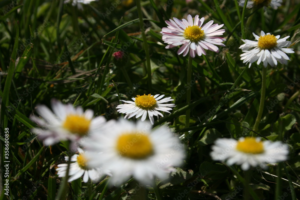 little white camomiles on the background of green grass little white camomiles on the background of green grass