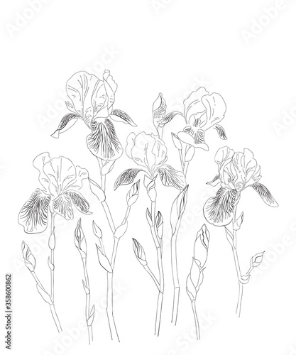 Iris flowers vector clip art set of seven isolated botany. Hand drawing line art.