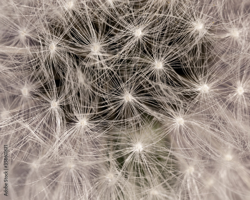 close up of dandelion seeds macro