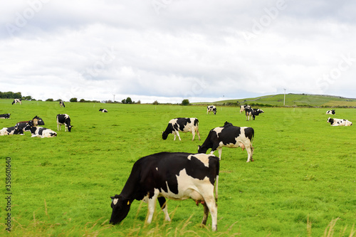 Tela Cows and nature of Ireland.