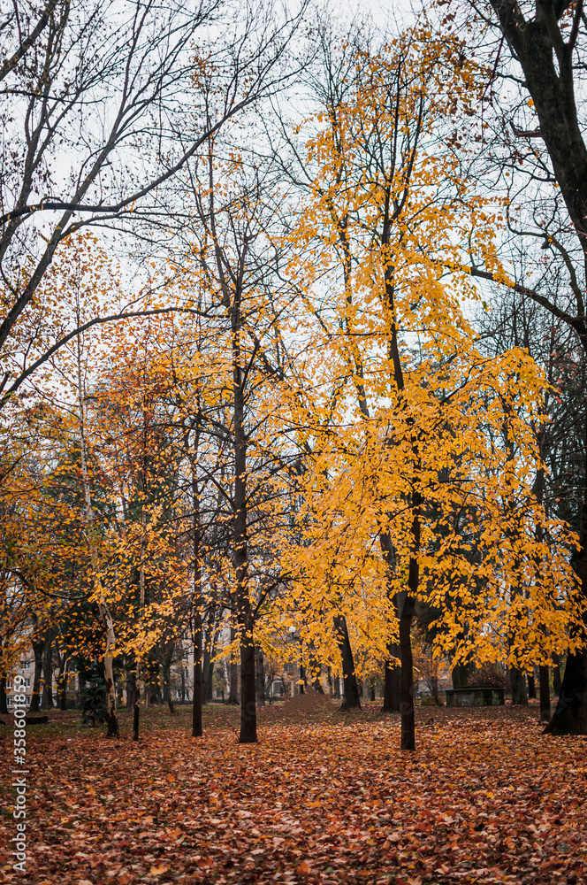 Autumn, park, yellow leaves on trees