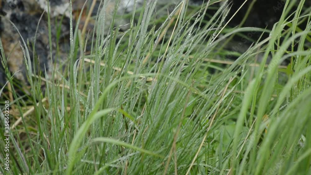 grass in the wind grass in the wind