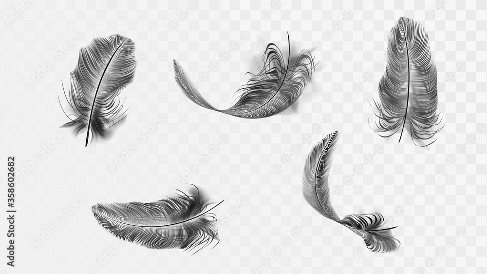 Set of different vector black feathers on a transparent background Set of different vector black feathers on a transparent background