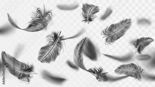 Flying black feathers on a transparent background