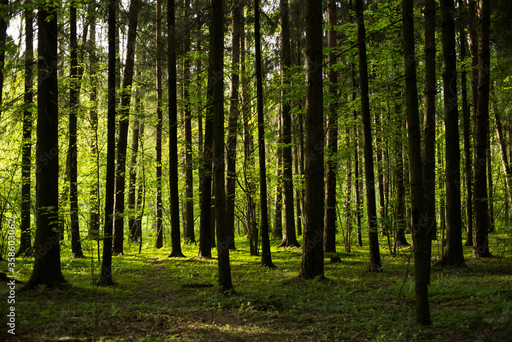 green coniferous forest general plan